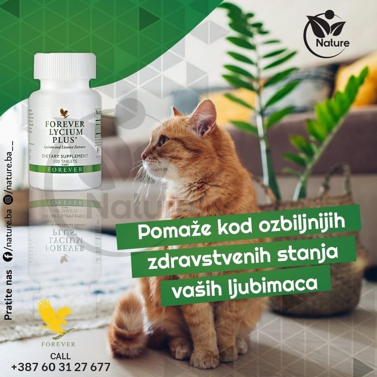 LyciumPlusMace