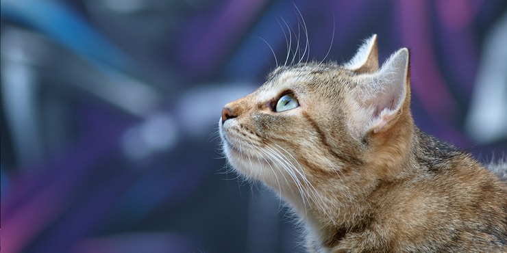 fiv3