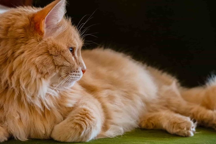 orange2
