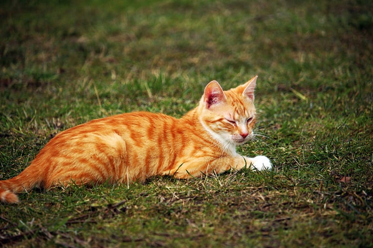 orange3
