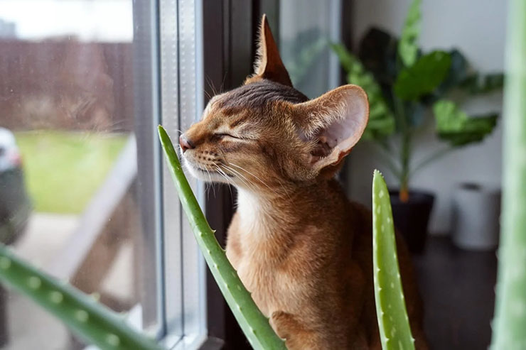aloecats