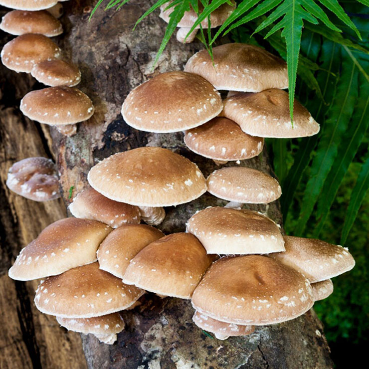 shiitake
