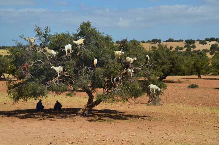 argan4