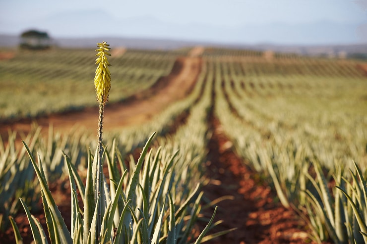 aloevera4